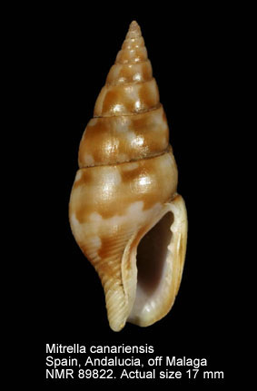 Mitrella canariensis (8).jpg - Mitrella canariensis (d'Orbigny,1840)